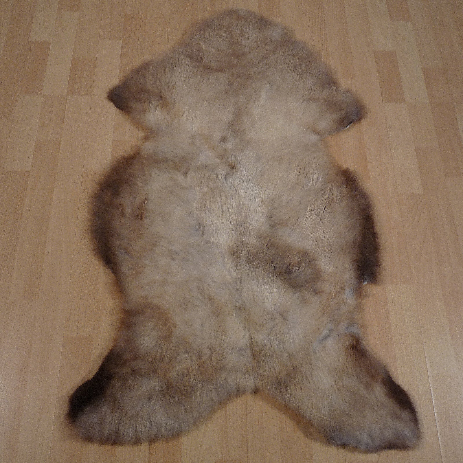 Exklusives Unikat Schaffell hellbraun - grau 120x75cm #14841