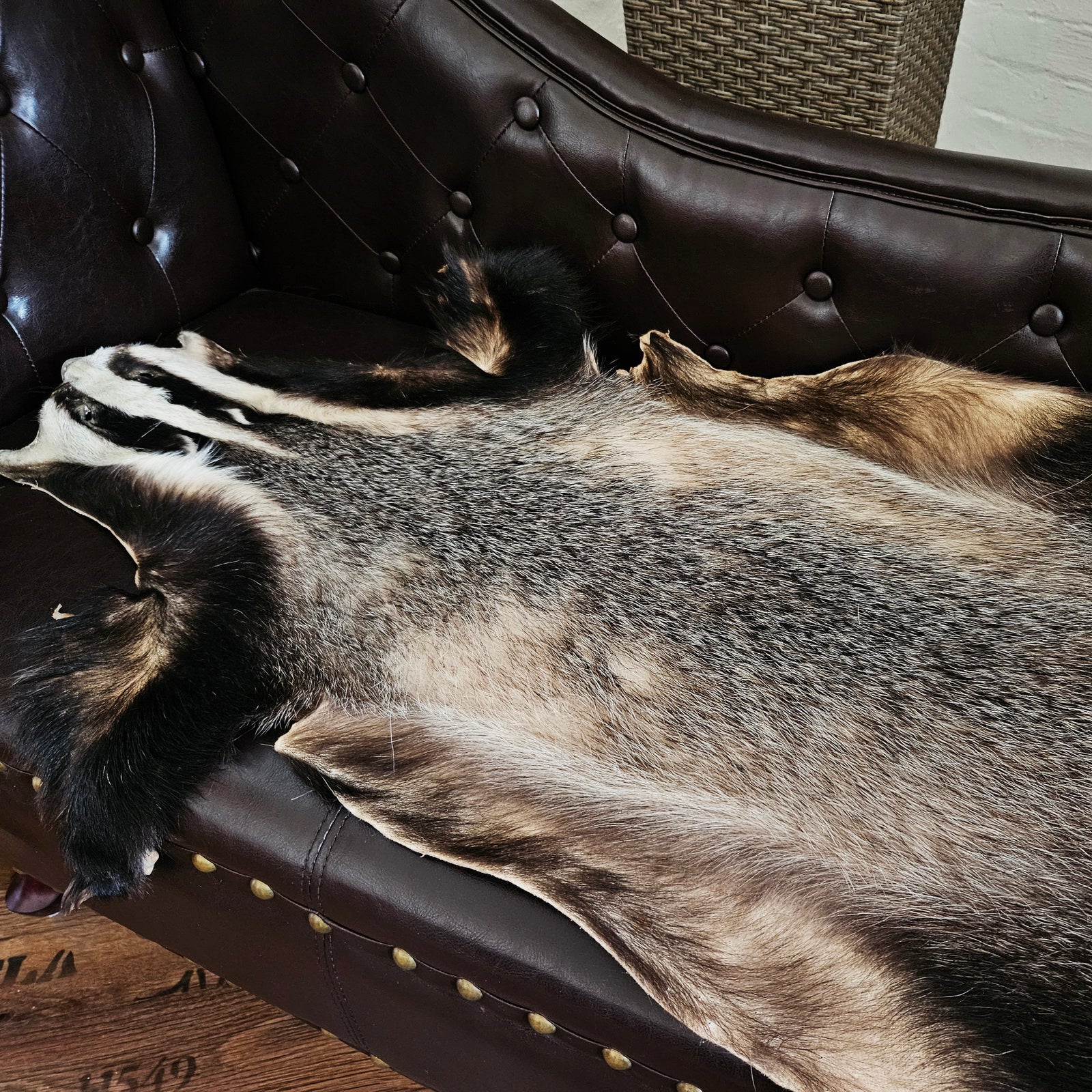 Echtes Dachsfell Wildfell Fell - Europäischer Dachs, Dachsfell