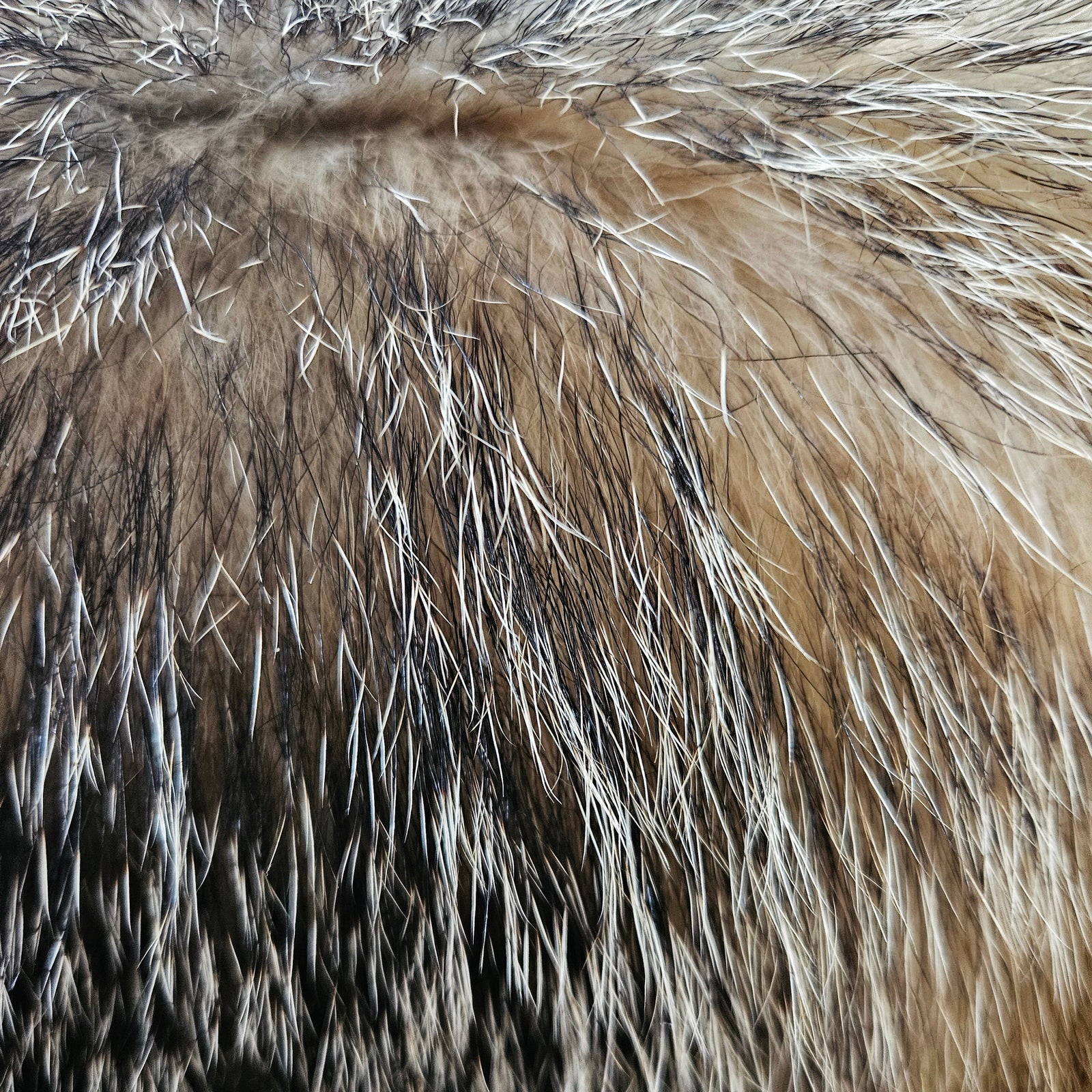 Echtes Dachsfell Wildfell Fell - Europäischer Dachs, Dachsfell