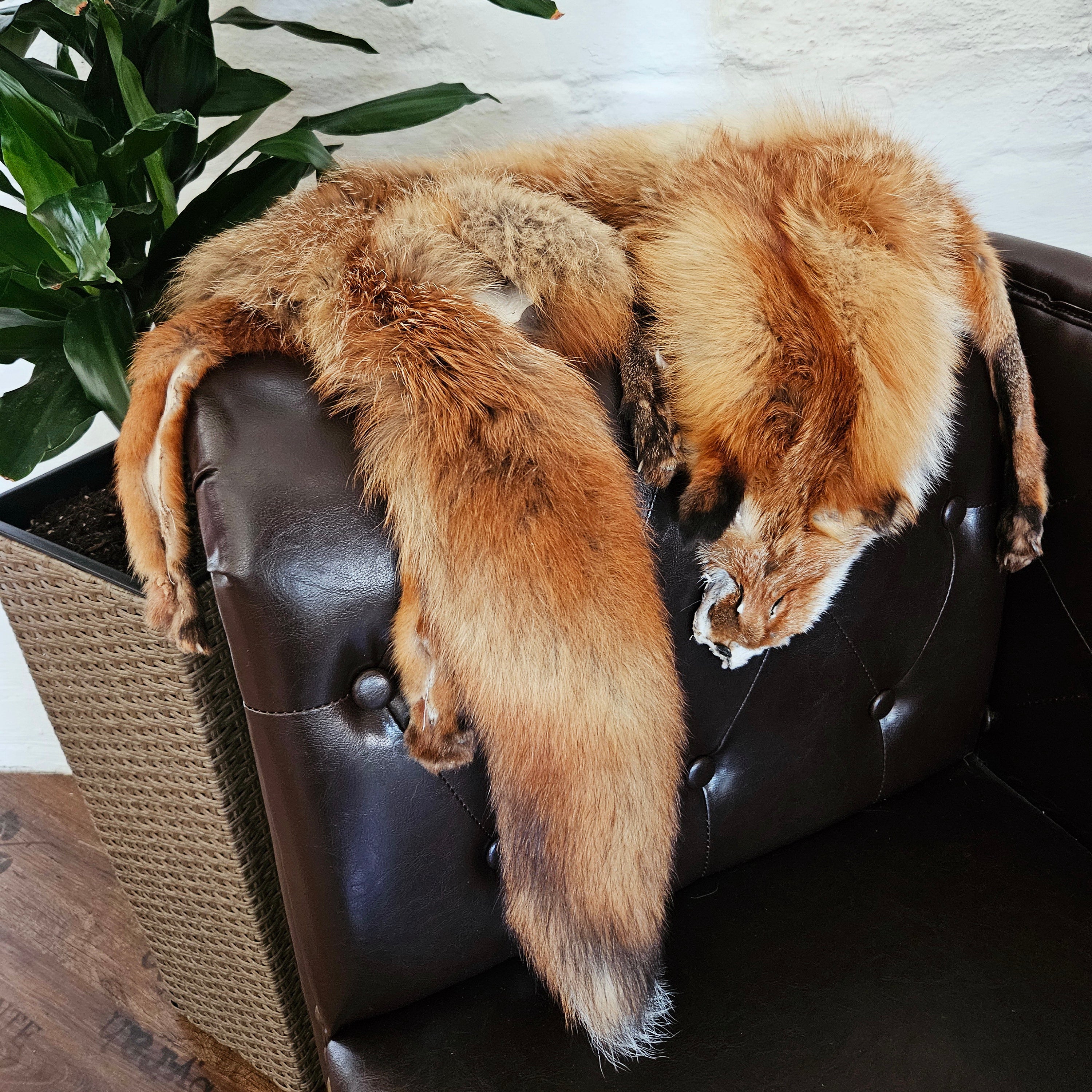 Echtes Rotfuchsfell Wildfell Fell vom europäischen Rotfuchs