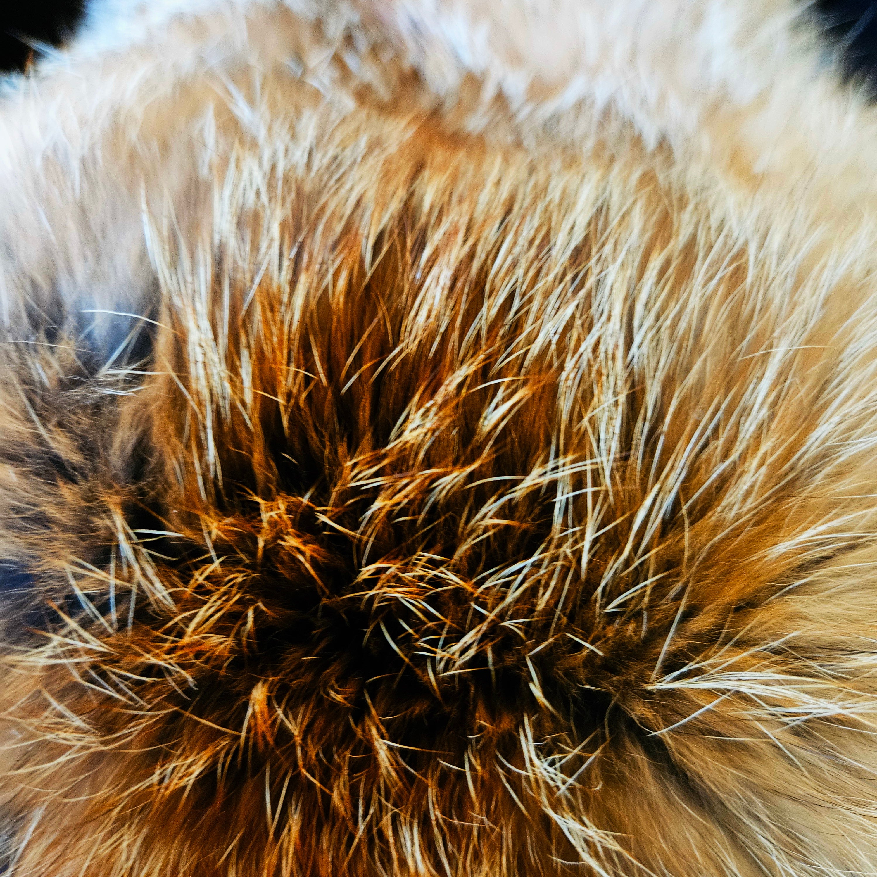 Echtes Rotfuchsfell Wildfell Fell vom europäischen Rotfuchs