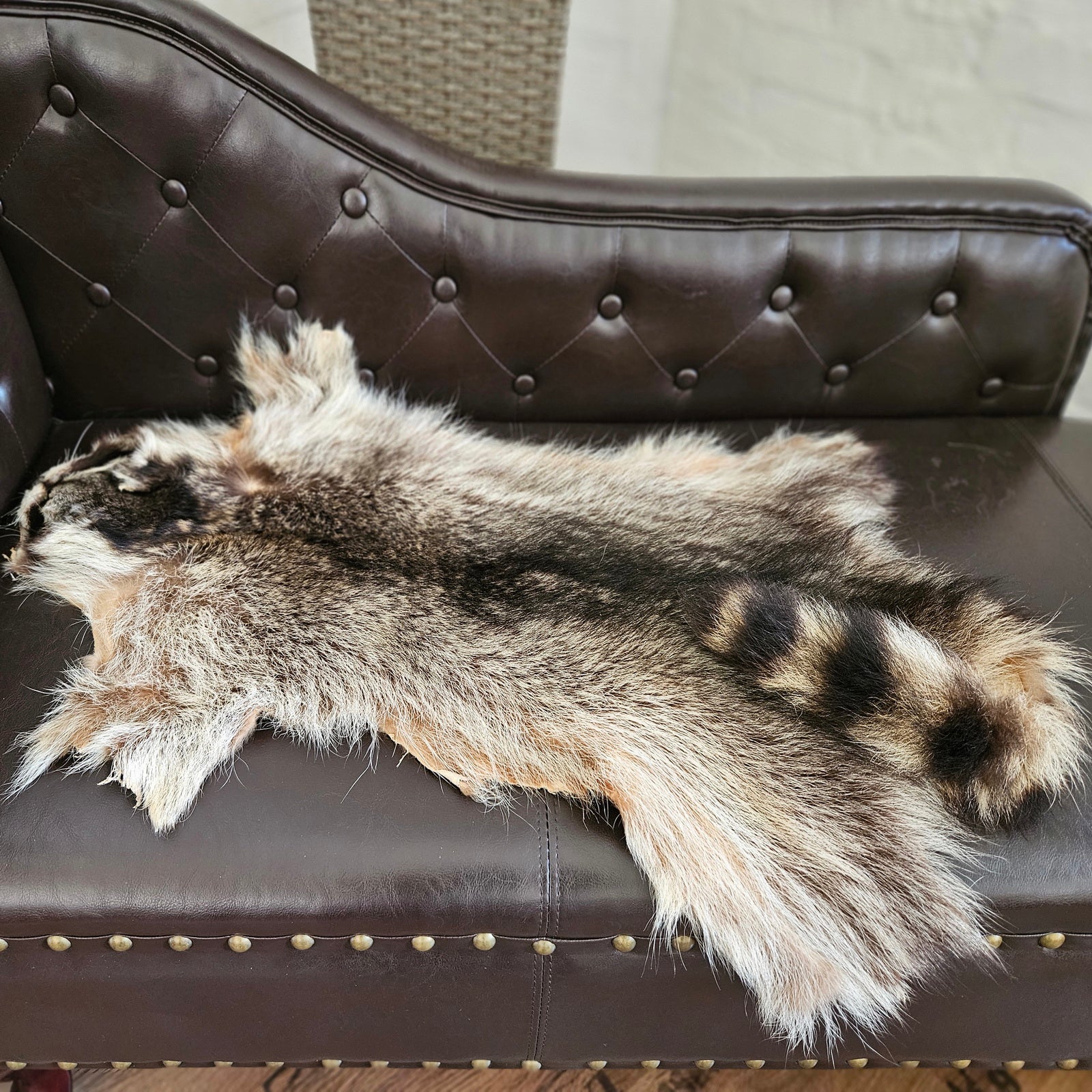 Echtes Waschbärfell Wildfell Fell vom Wäschbären