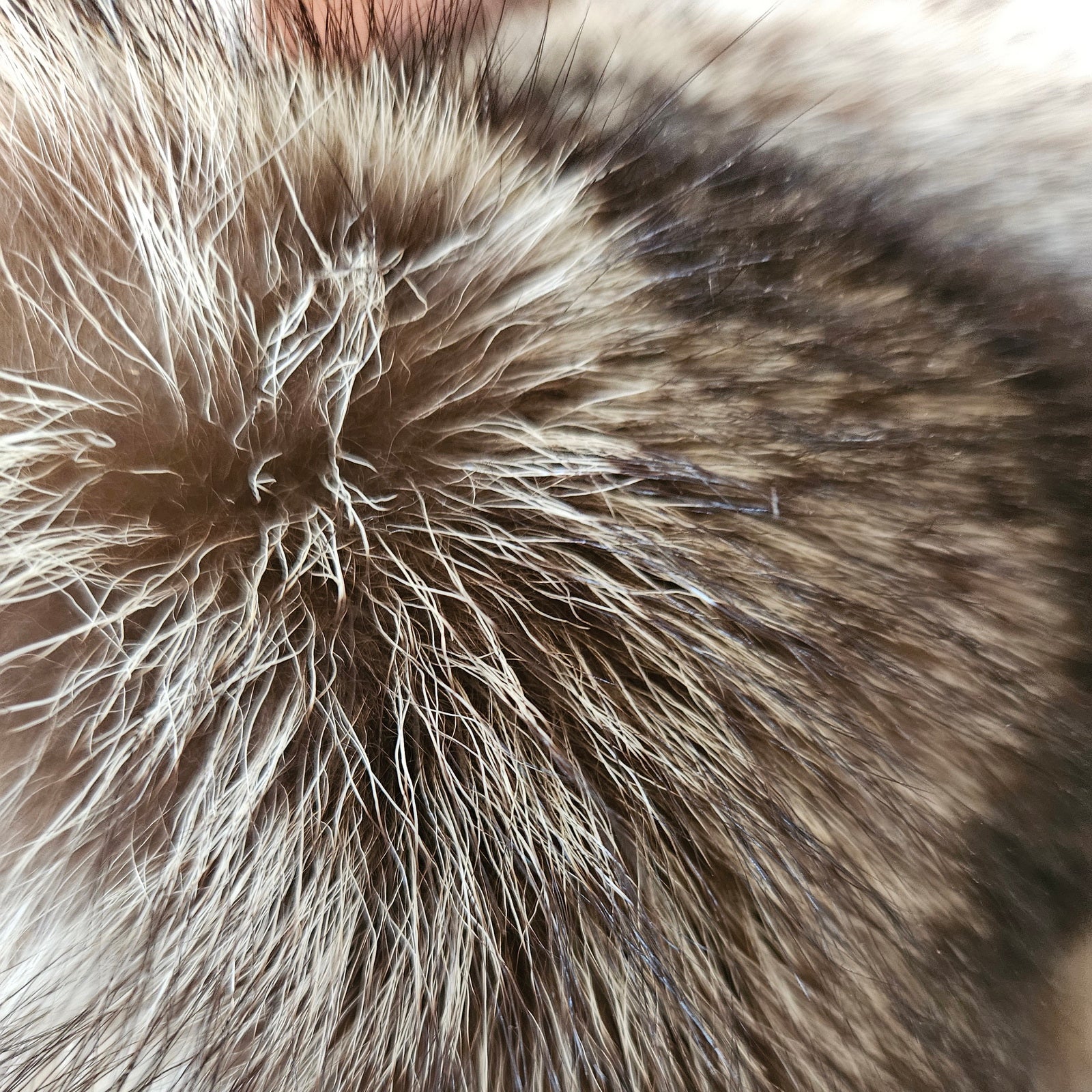 Echtes Waschbärfell Wildfell Fell vom Wäschbären
