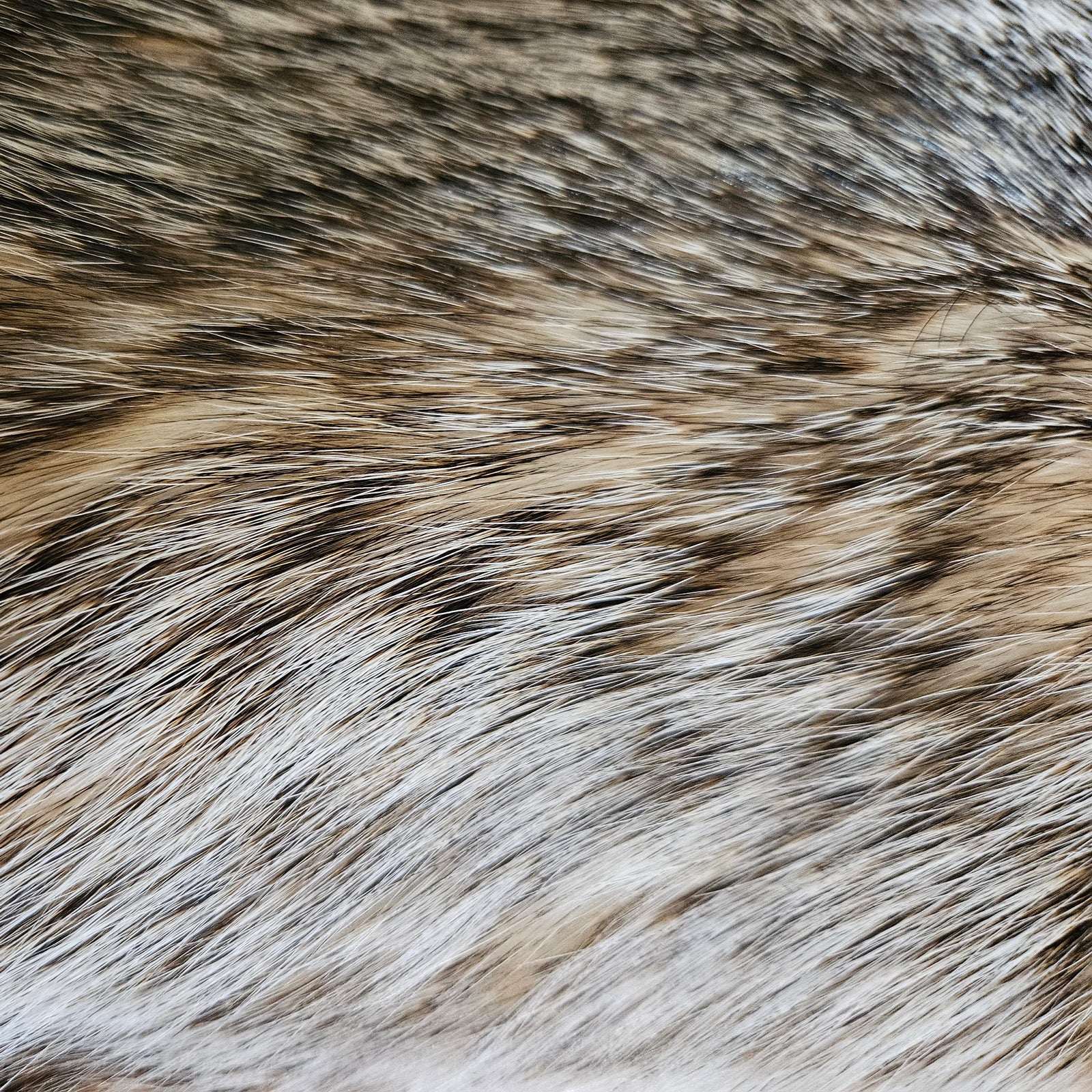 Echtes Dachsfell Wildfell Fell - Kanadischer Silberdachs