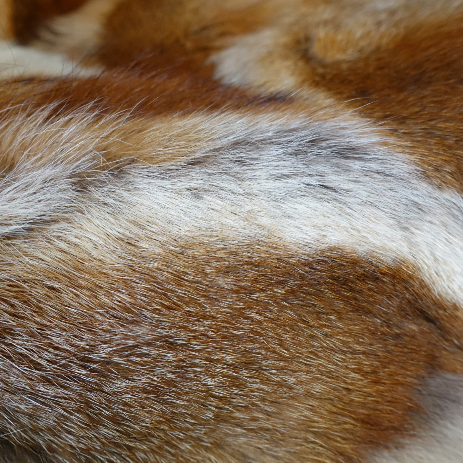 Einzigartiges Unikat Rotfuchsläufer Wildfell echtes Rotfuchsfell Fell vom europäischen Rotfuchs