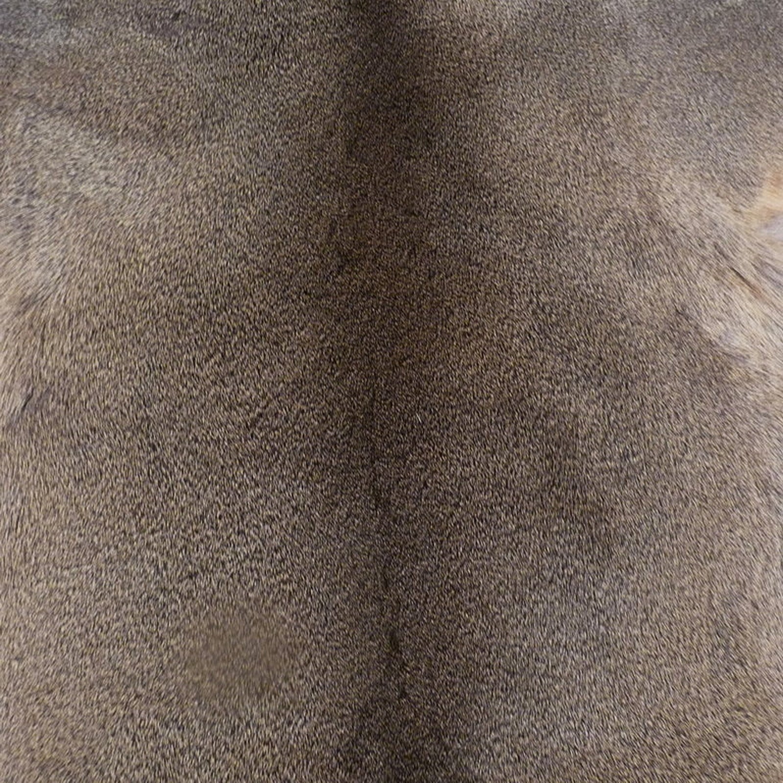 Echtes Rehfell Wildfell Fell vom europäischen Reh