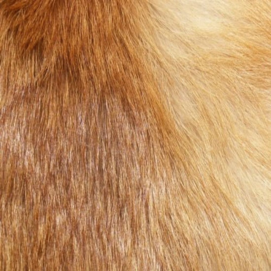Echtes Rotfuchsfell Wildfell Fell vom europäischen Rotfuchs