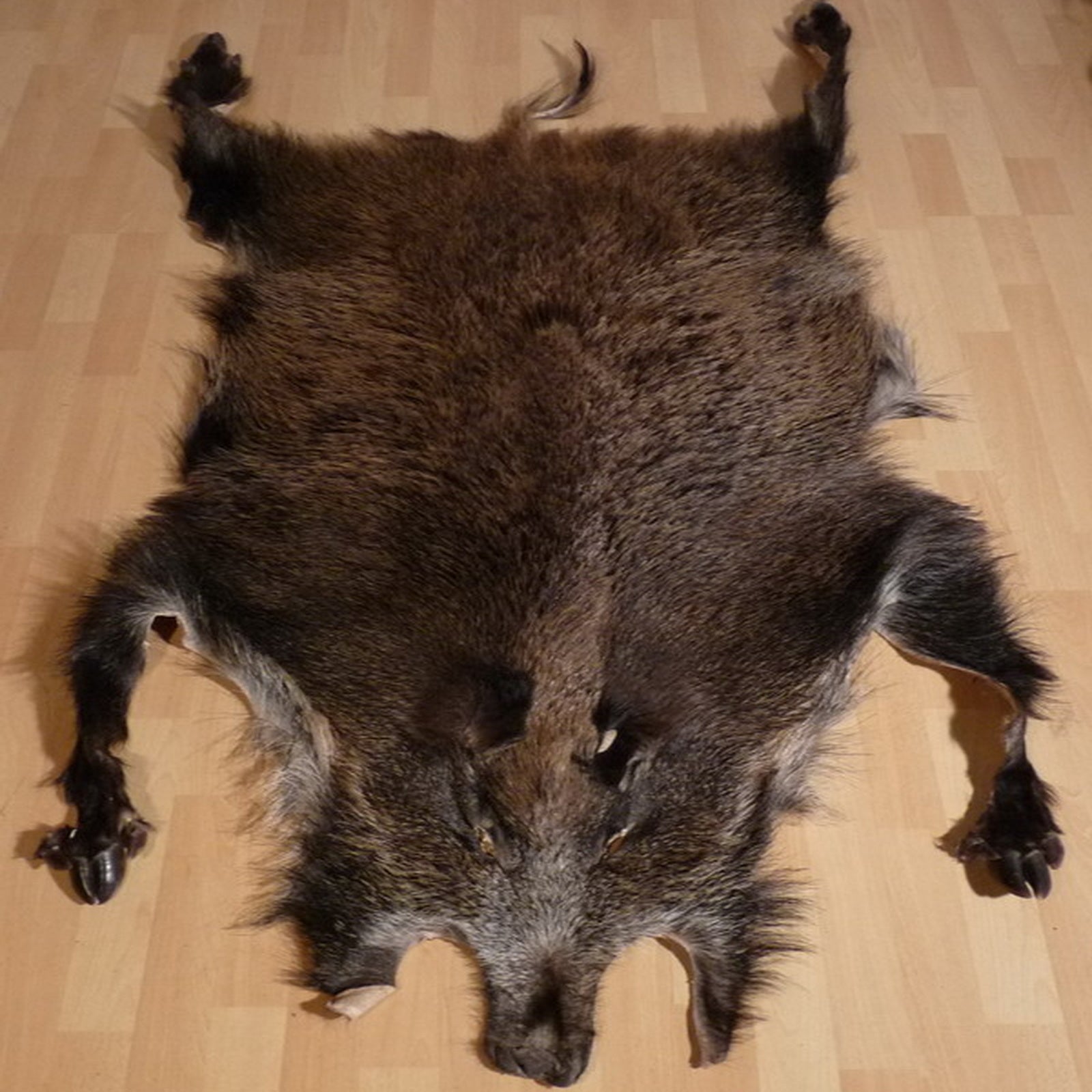 Echtes Wildschweinfell Wildfell Fell vom Schwarzwild