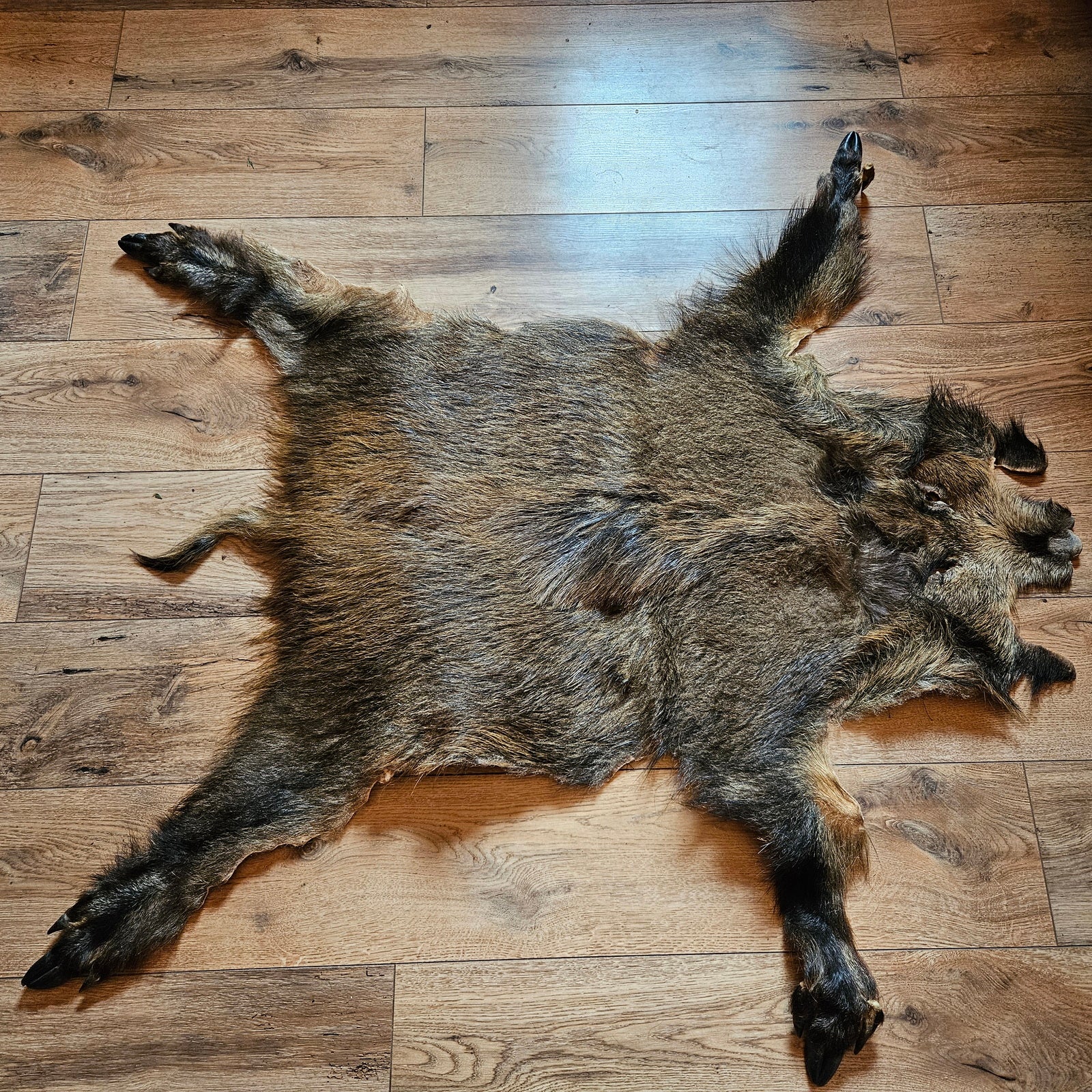 Echtes Wildschweinfell Wildfell Fell vom Schwarzwild