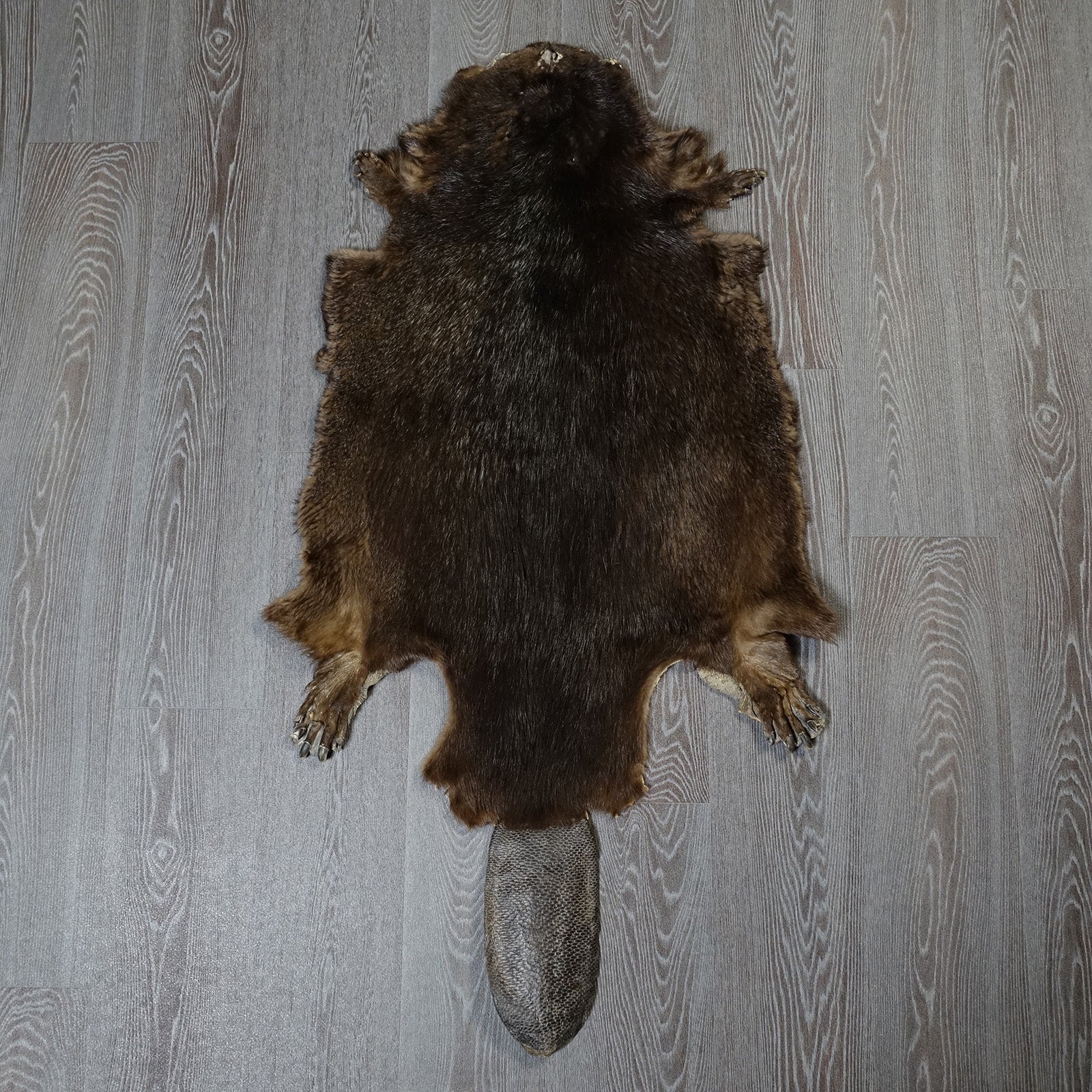 Echtes Biberfell Wildfell Fell vom kanadischen Biber mit Kelle