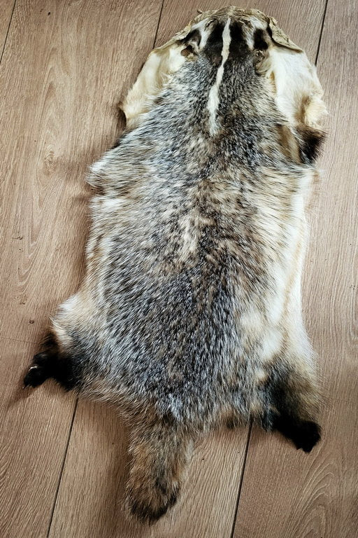 Echtes Dachsfell Wildfell Fell - Kanadischer Silberdachs