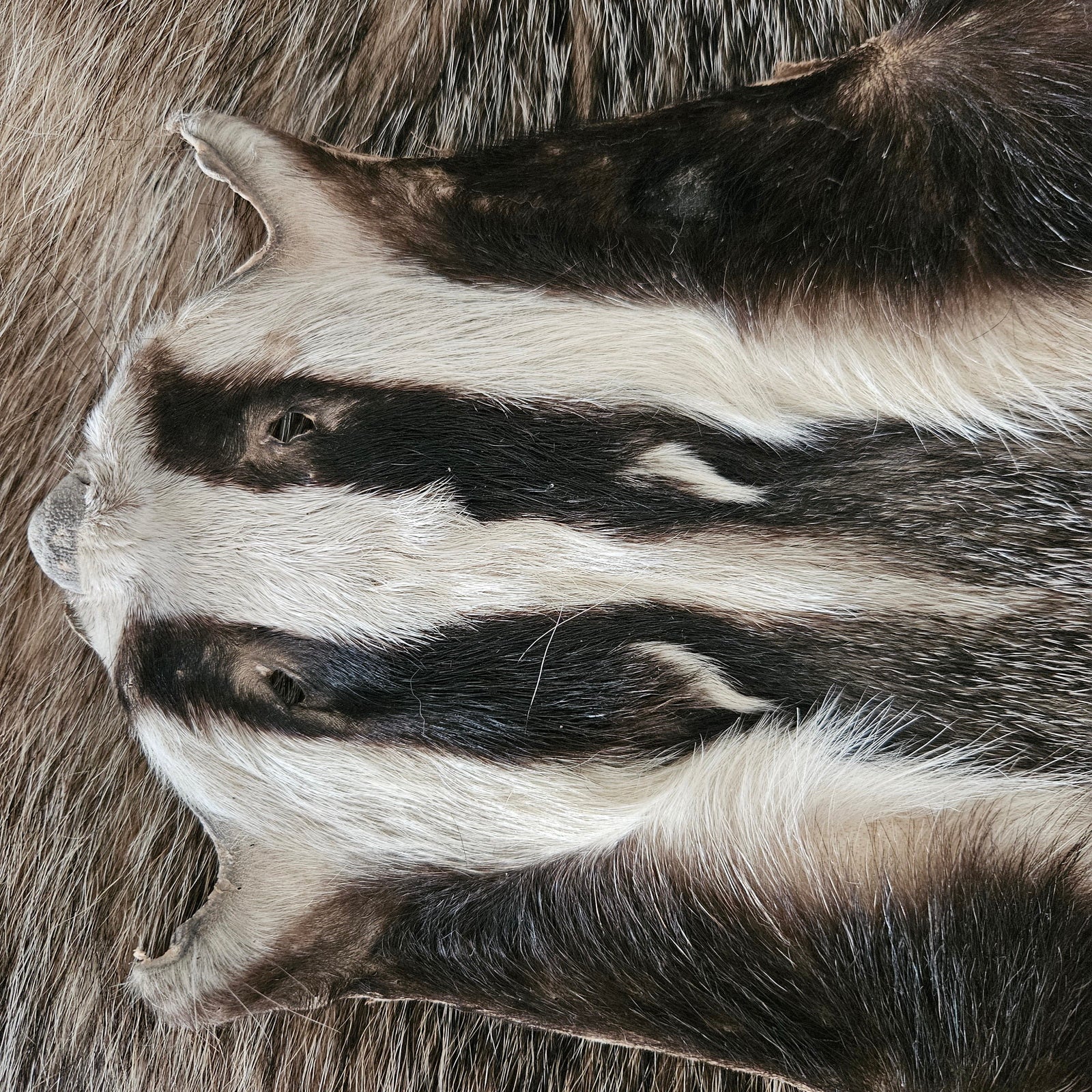 Echtes Dachsfell Wildfell Fell - Europäischer Dachs, Dachsfell