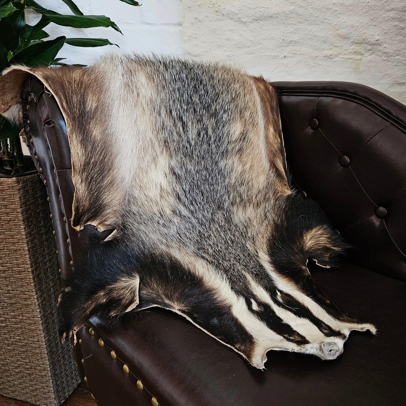 Echtes Dachsfell Wildfell Fell - Europäischer Dachs, Dachsfell