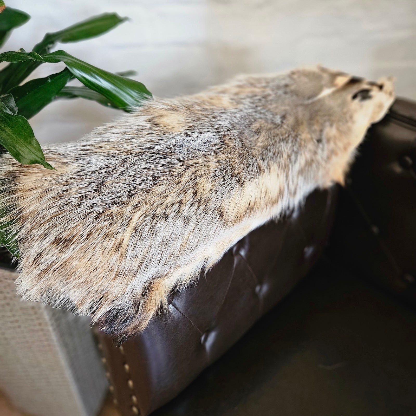 Echtes Dachsfell Wildfell Fell - Kanadischer Silberdachs