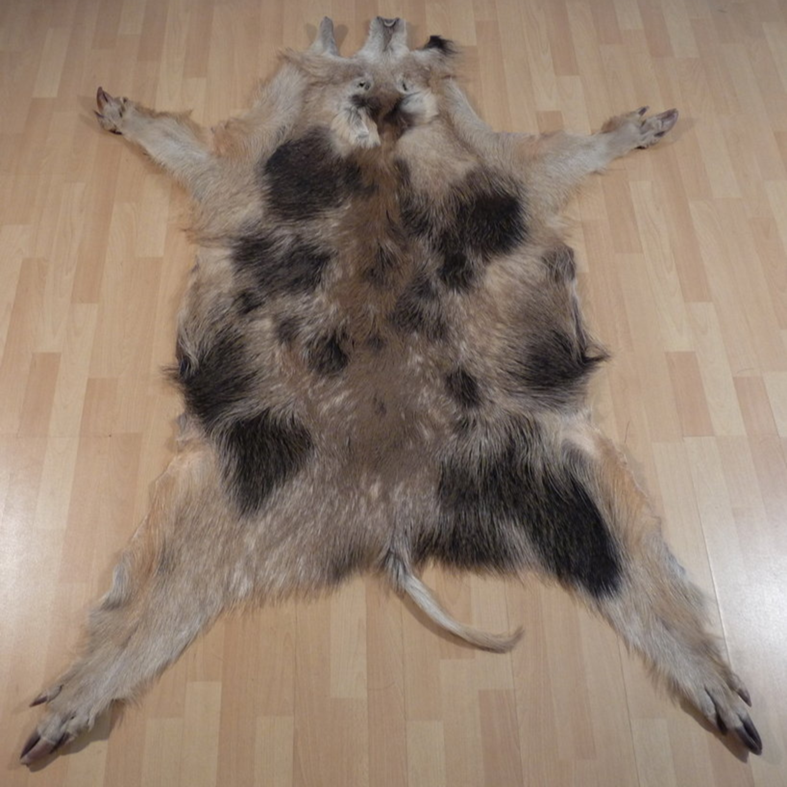 Echtes Wildschweinfell Wildfell Fell vom Schwarzwild Schecke 503