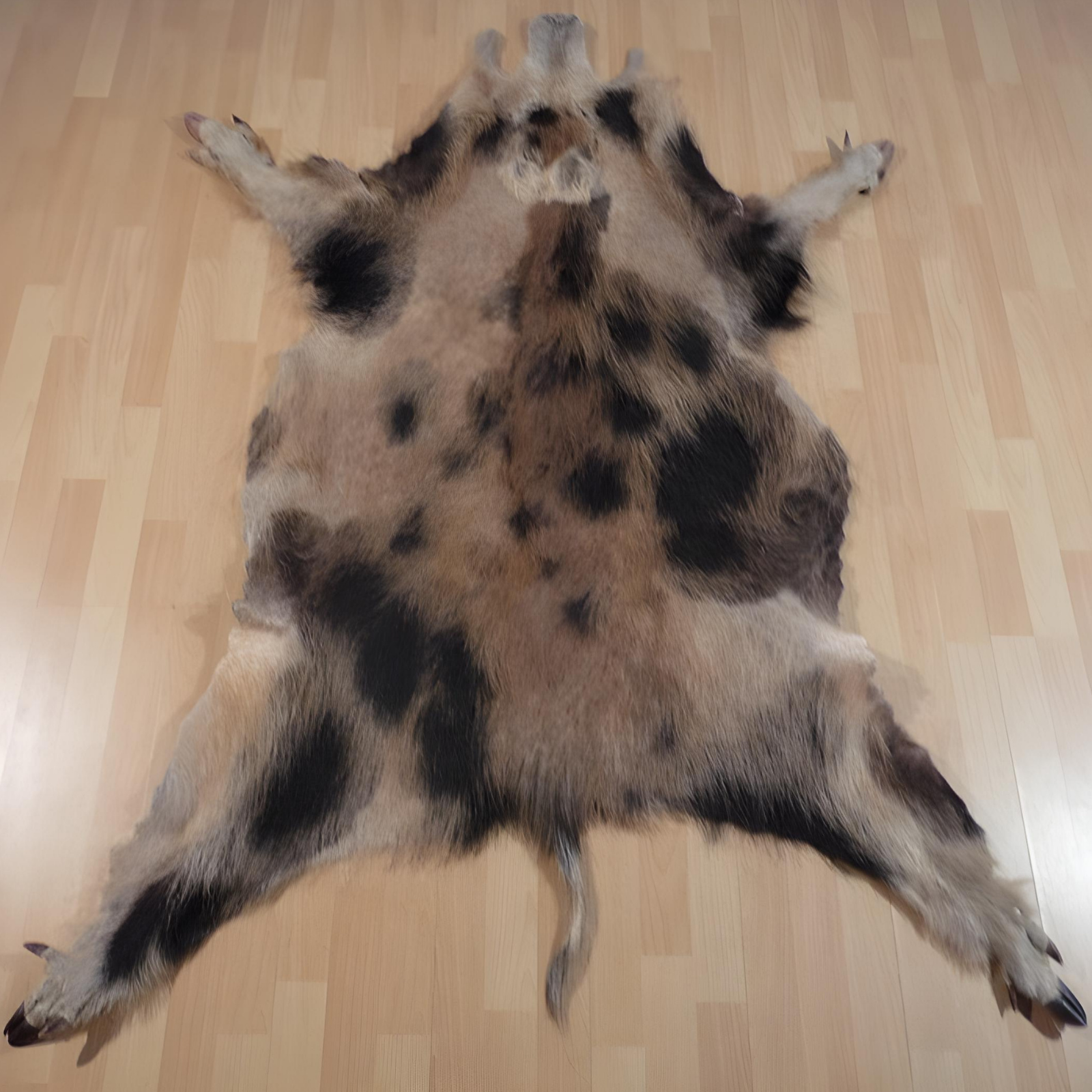Echtes Wildschweinfell Wildfell Fell vom Schwarzwild Schecke 505