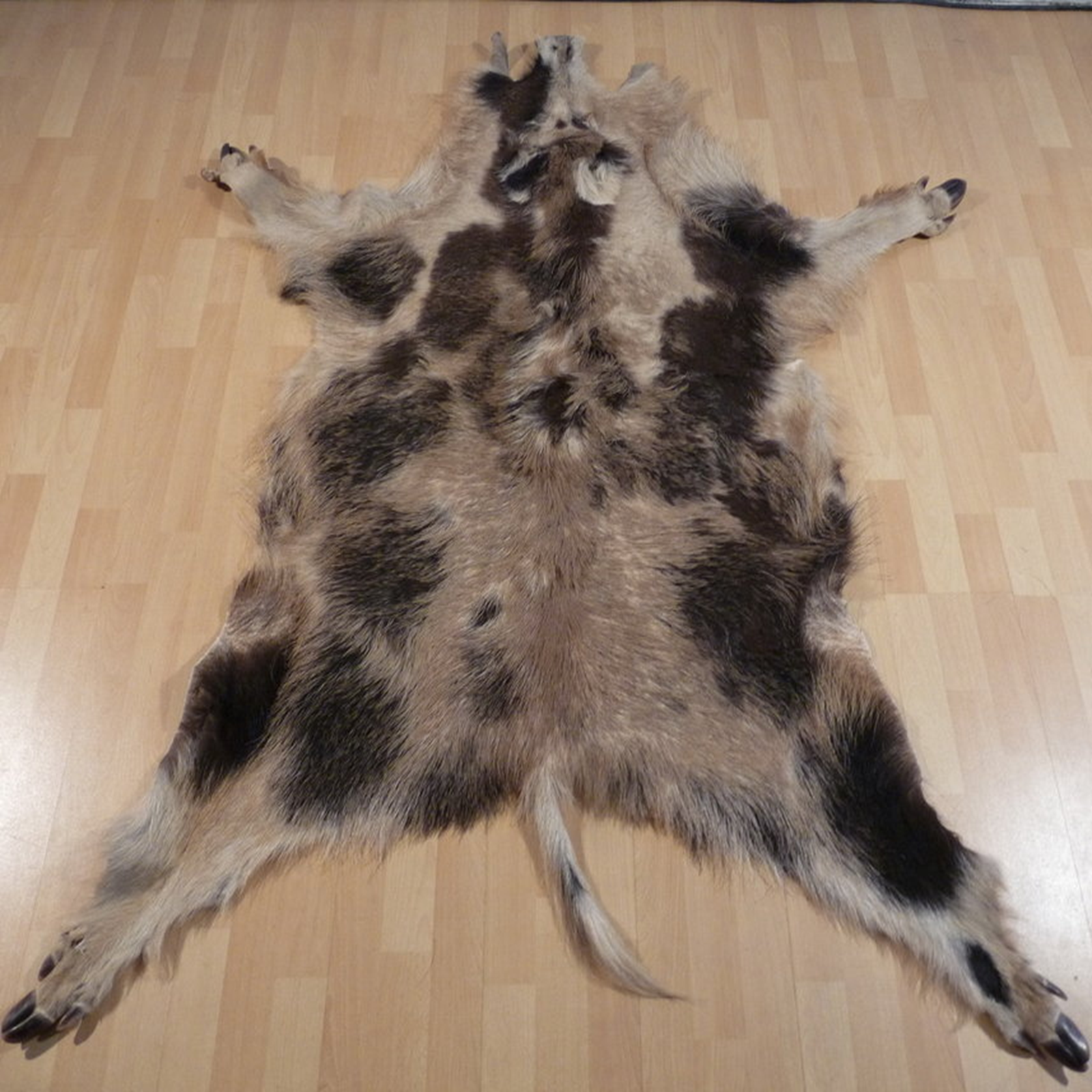 Echtes Wildschweinfell Wildfell Fell vom Schwarzwild Schecke 506