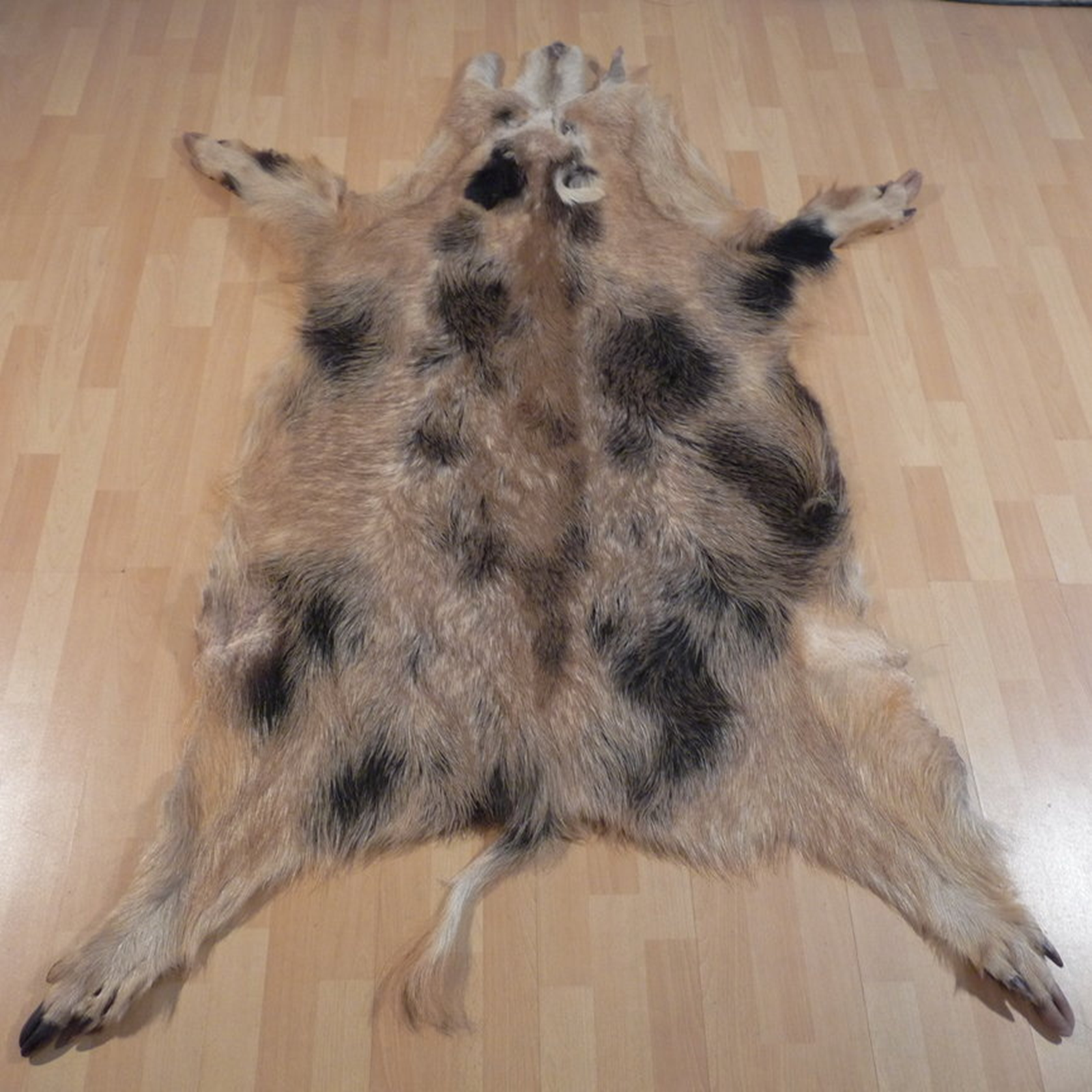 Echtes Wildschweinfell Wildfell Fell vom Schwarzwild Schecke 509
