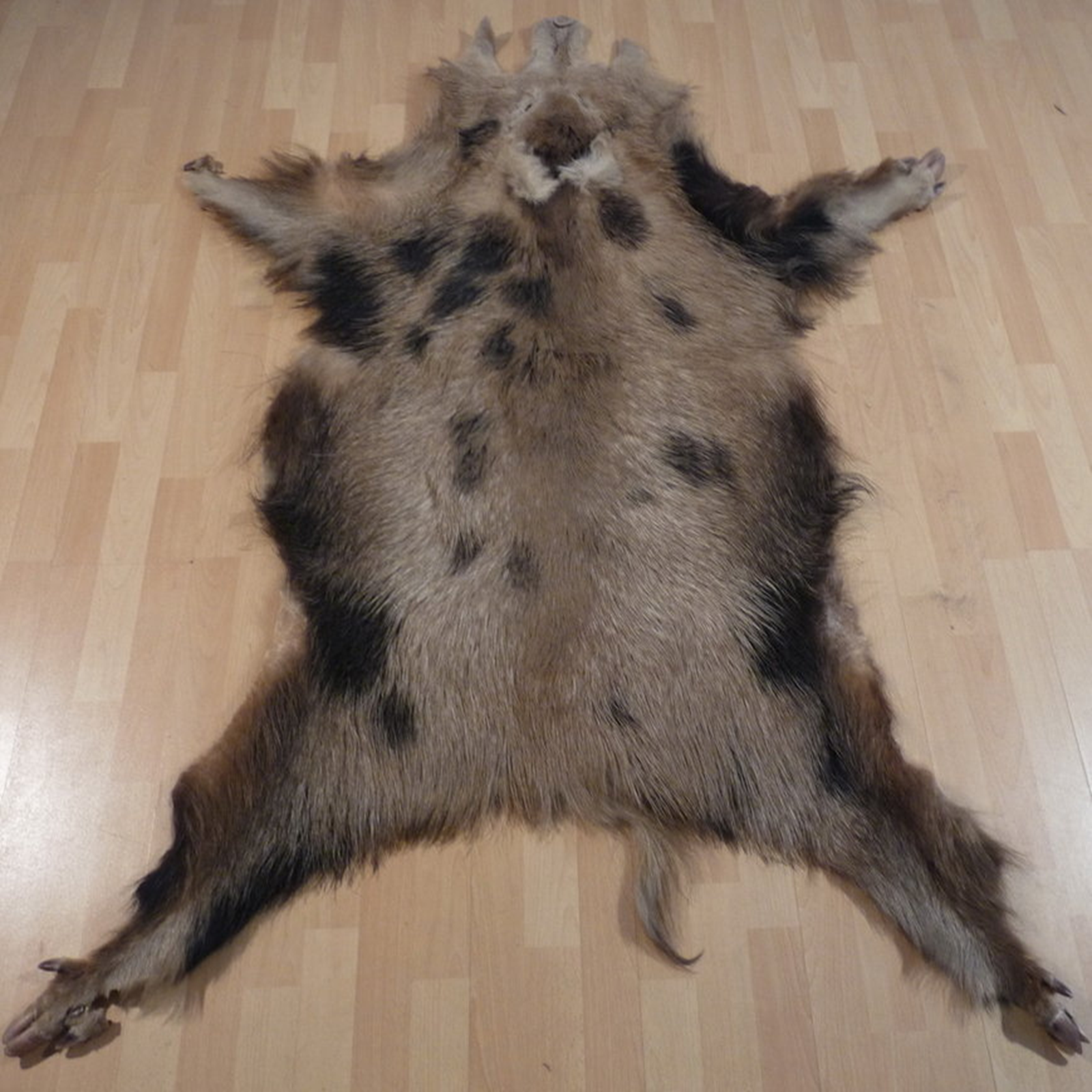 Echtes Wildschweinfell Wildfell Fell vom Schwarzwild Schecke 512