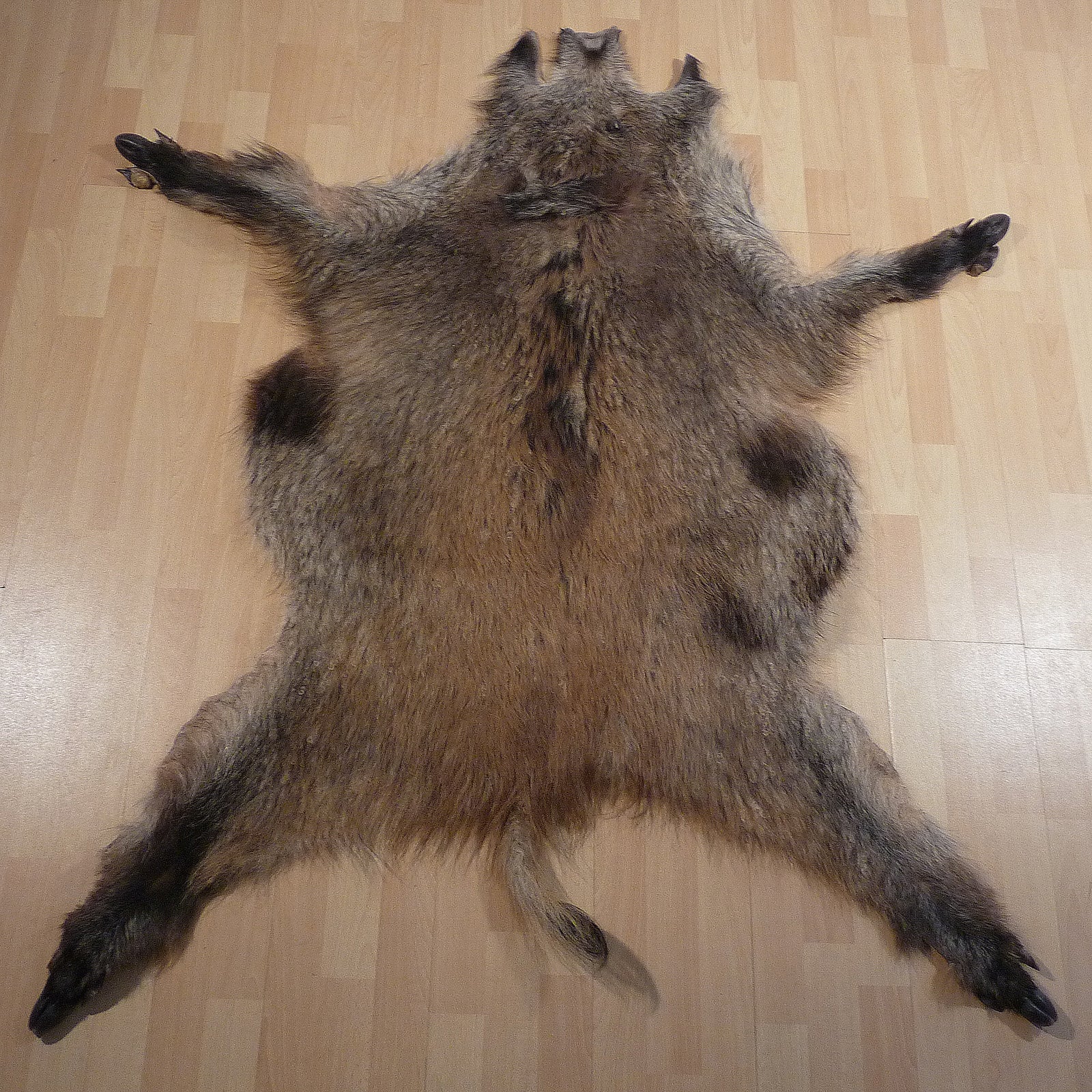 Echtes Wildschweinfell Wildfell Fell vom Schwarzwild Schecke 07