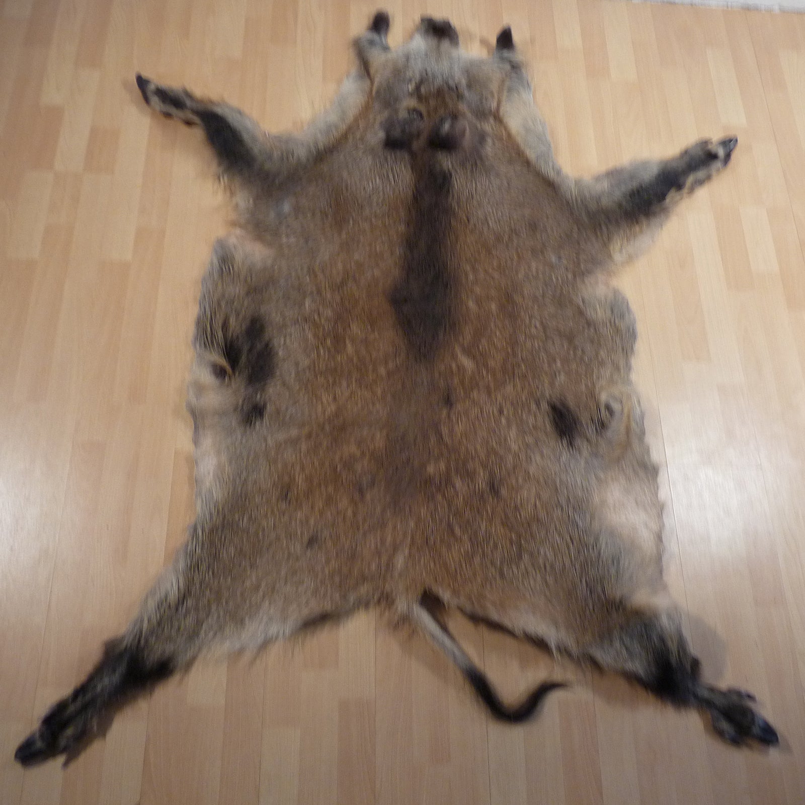 Echtes Wildschweinfell Wildfell Fell vom Schwarzwild Schecke 08