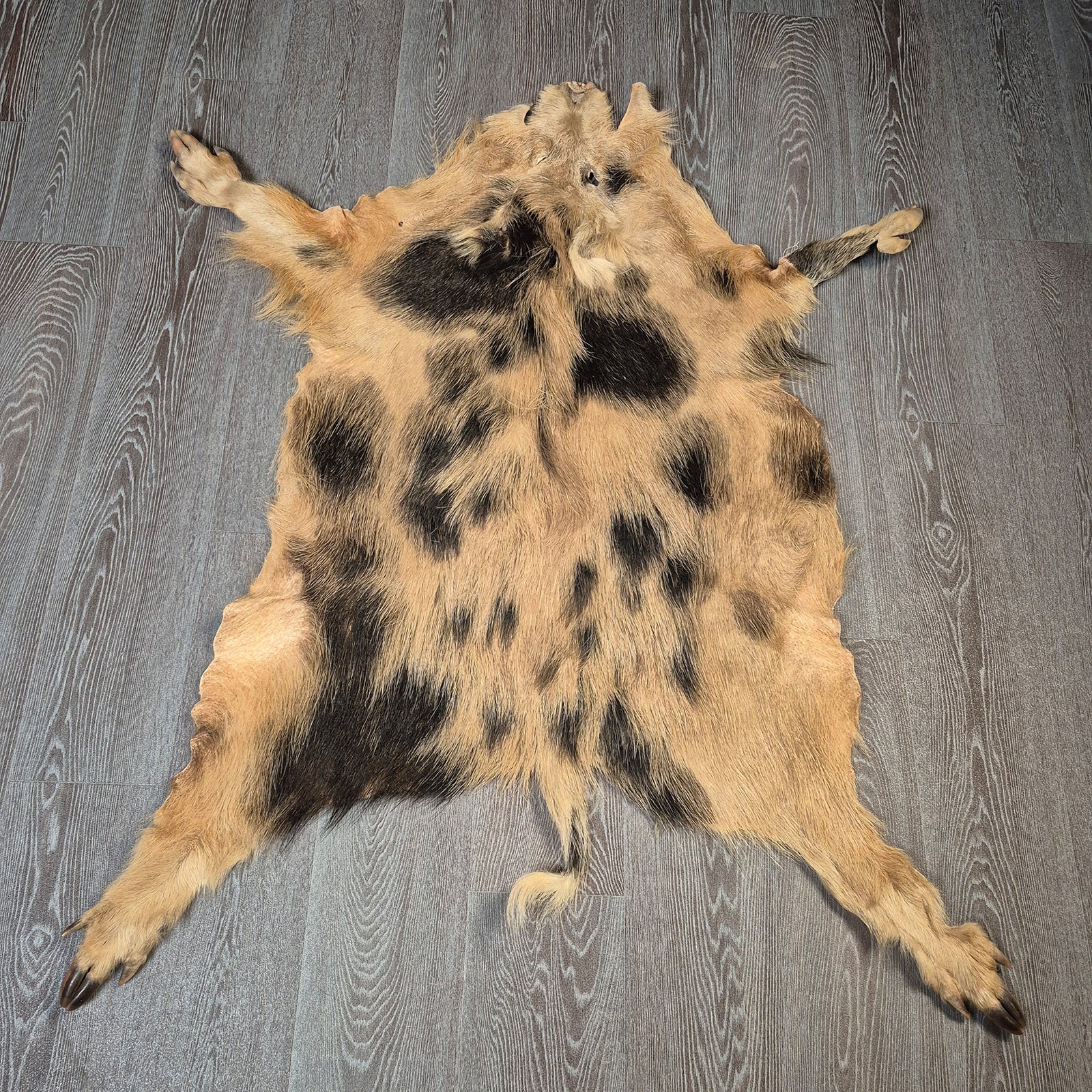 Echtes Wildschweinfell Wildfell Fell vom Schwarzwild Schecke 10