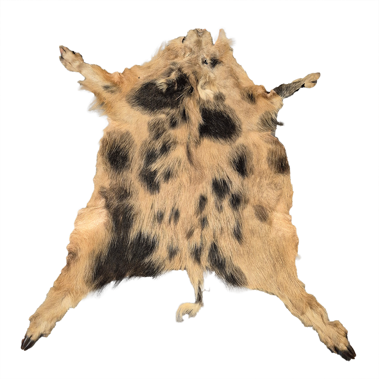 Echtes Wildschweinfell Wildfell Fell vom Schwarzwild Schecke 10
